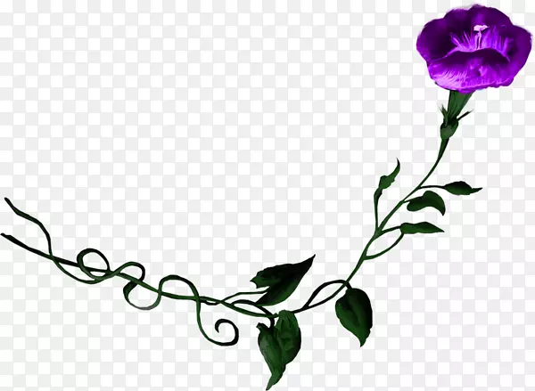 花型紫花月季玫瑰紫花