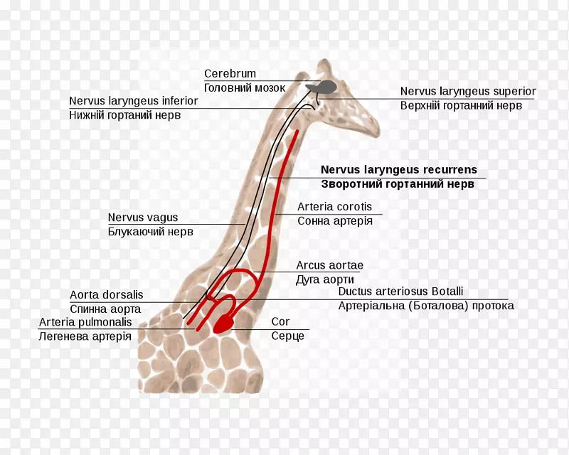 长颈鹿喉返神经喉上神经喉长颈鹿