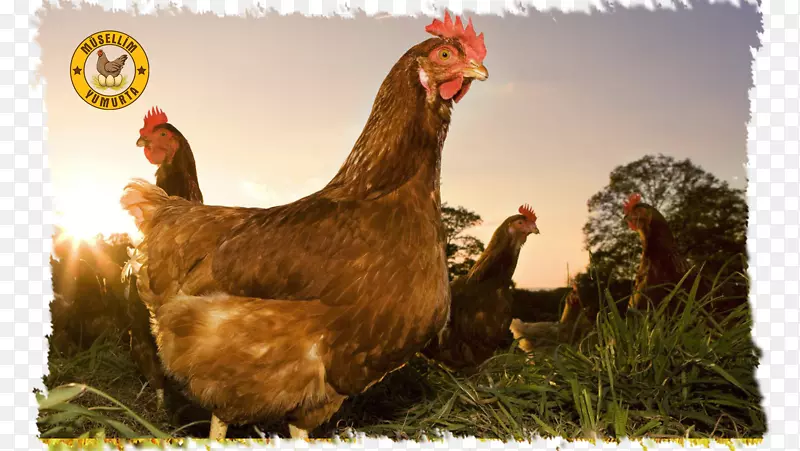 家禽养殖场免费进食-鸡