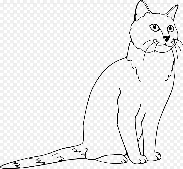 胡须猫野猫家养短毛猫