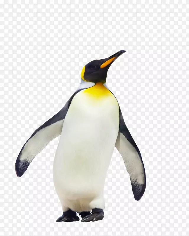 cpe高级地理课程注明南极洲企鹅免费-企鹅