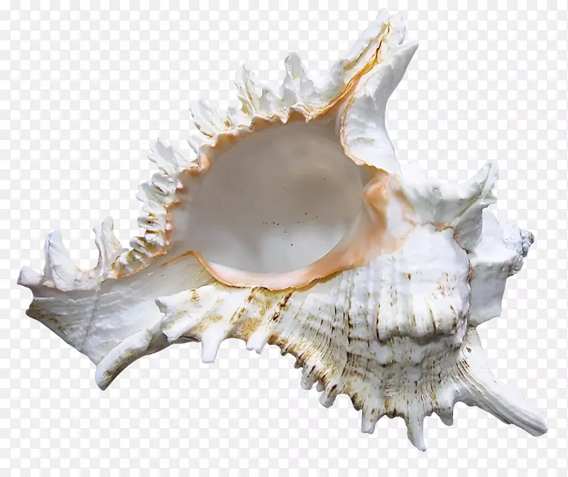 海贝壳夹艺术-贝壳