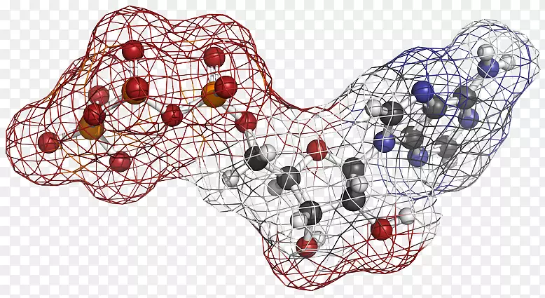 三磷酸腺苷细胞呼吸化学能分子能