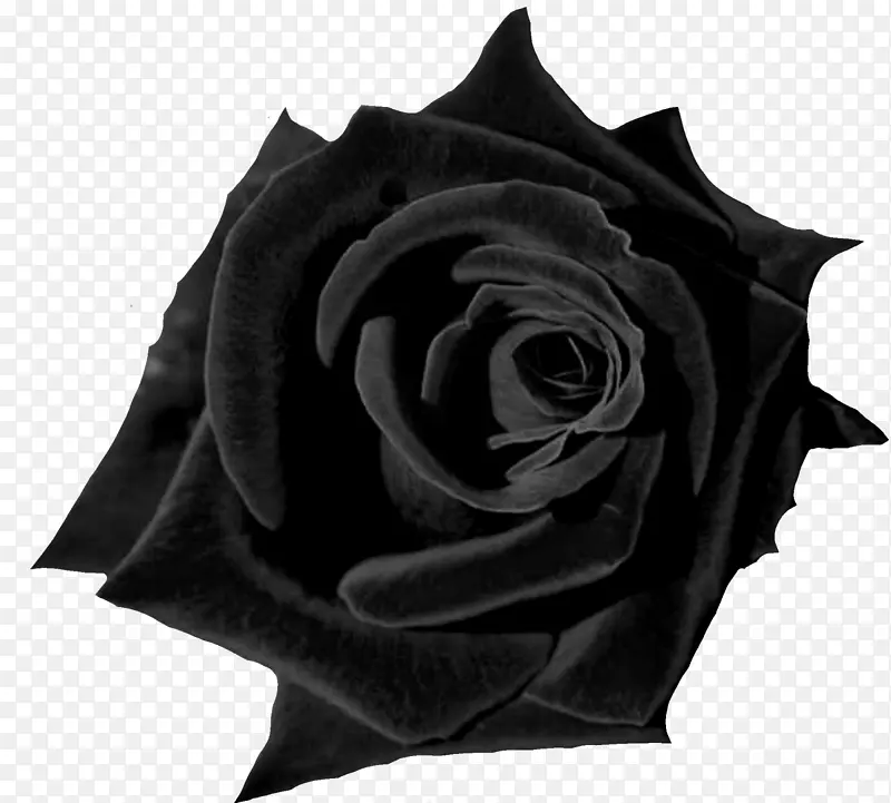 黑色玫瑰桌面壁纸花红玫瑰