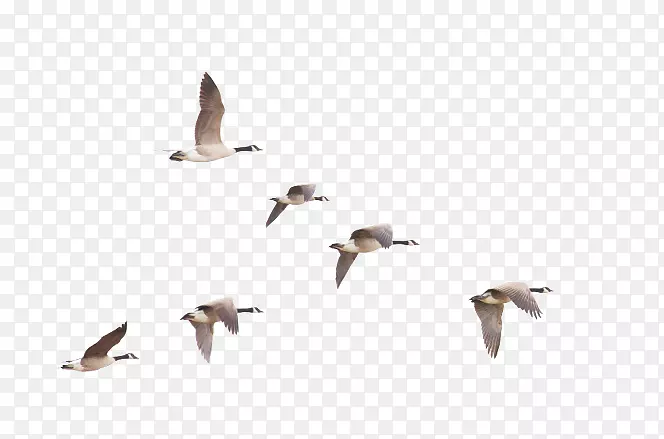 鸟类迁徙加拿大鹅-鹅