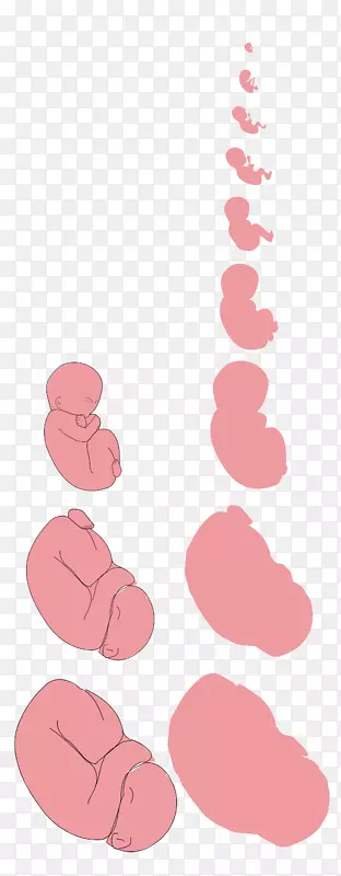 妊娠胎儿胚胎药物剪贴术-胎儿