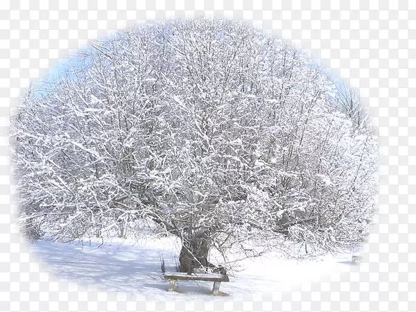 果树冬季汤普森雪树