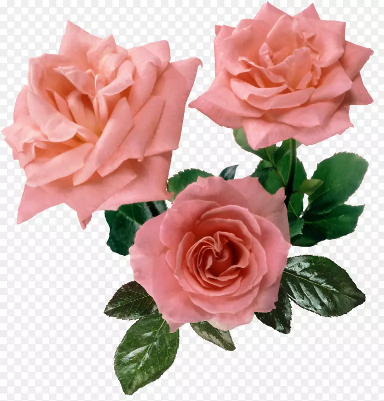 玫瑰桌面壁纸粉红夹子艺术-玫瑰叶