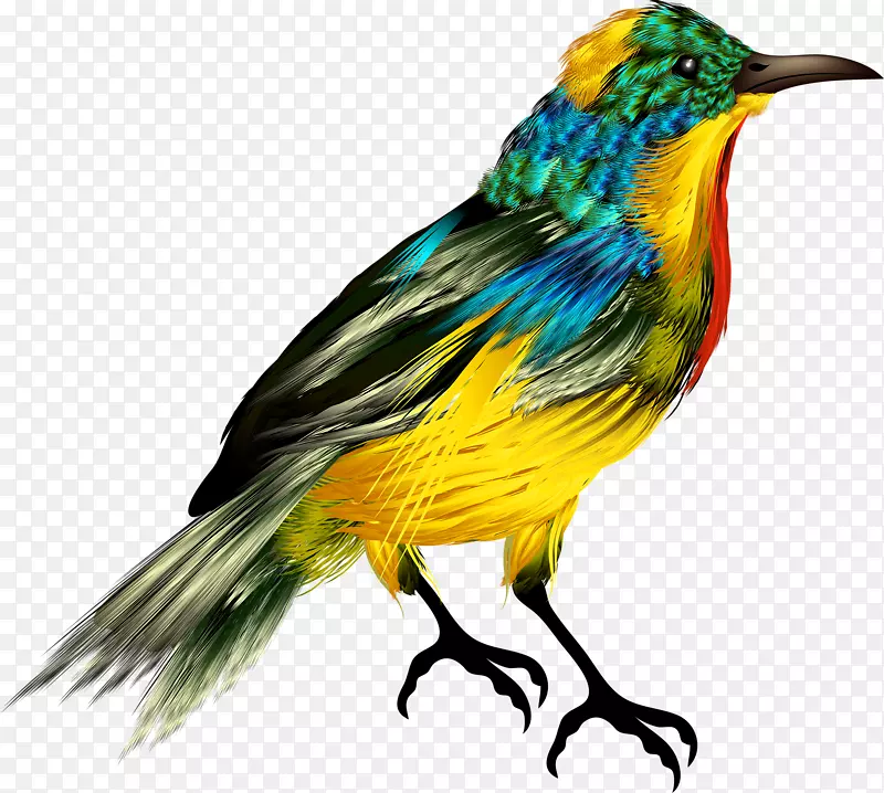 鸟