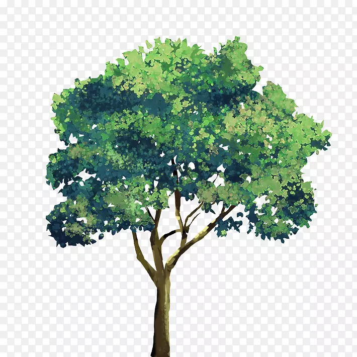 浅绿树