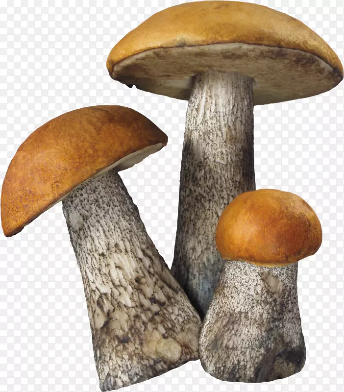 普通食用菌-蘑菇