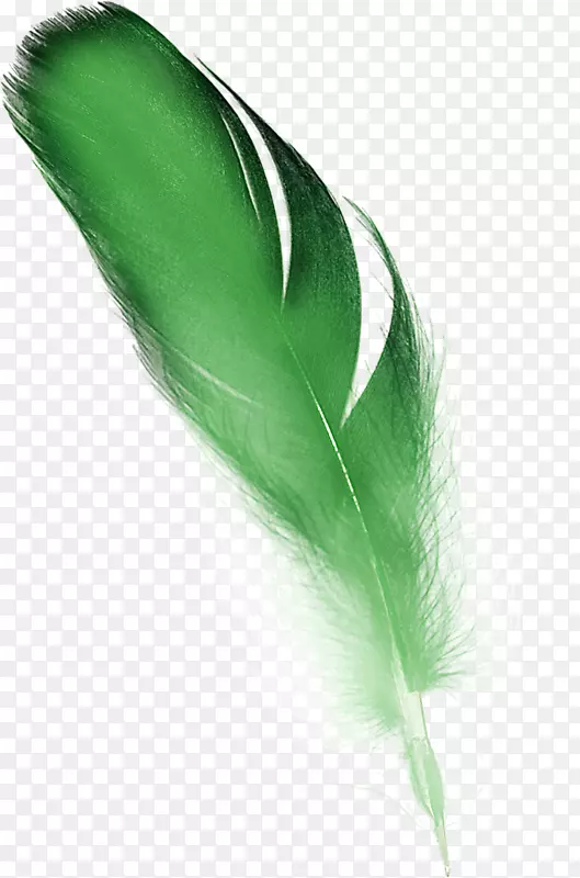 羽毛绿色剪贴画-羽毛