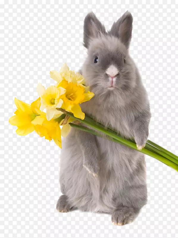兔子侏儒兔复活节兔子动画-兔子