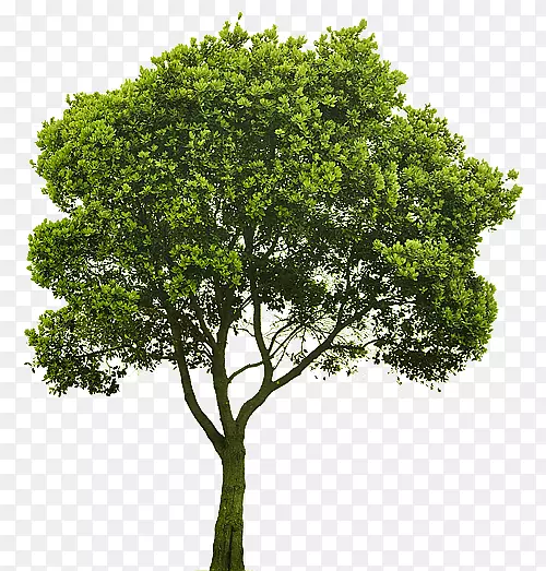 灌木丛渲染剪贴画-树