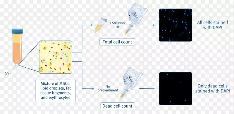 间充质干细胞计数脂肪组织绿色异基因癌细胞