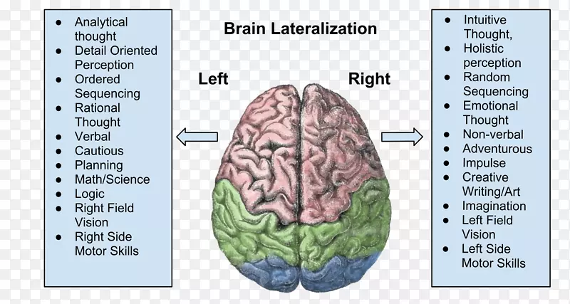 脑功能的偏侧化-大脑半球-人脑大脑皮层