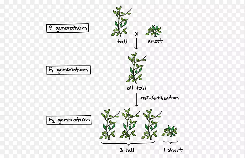 孟德尔遗传豌豆遗传-花藤分离系的植物杂交试验