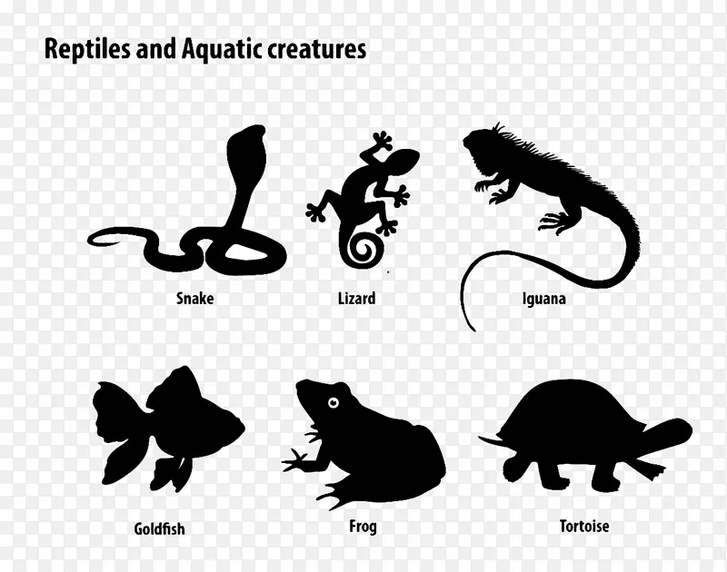 爬行动物黑蜥蜴龟-水生生物