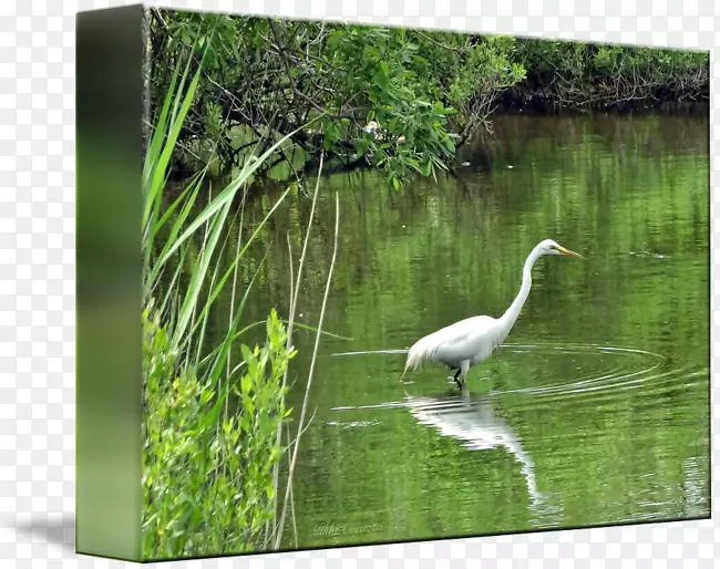 水资源生态系统鸟类池塘动物.白鹭海报设计