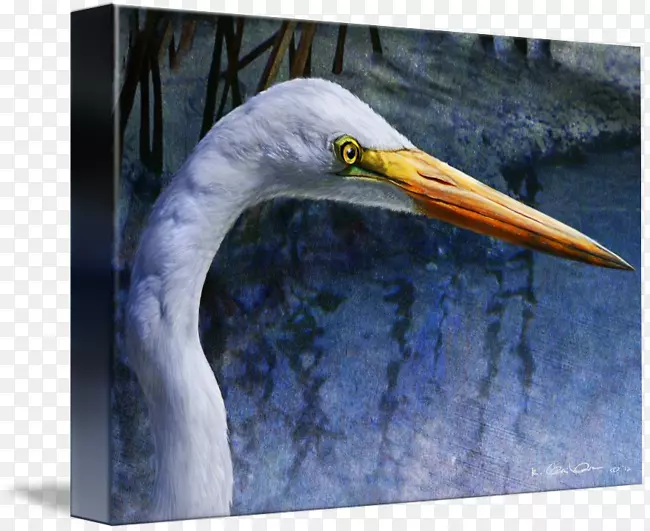 白鹭喙鹳羽毛动物-白鹭海报设计