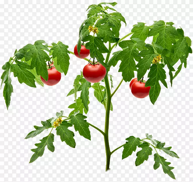 园艺番茄土植物-番茄