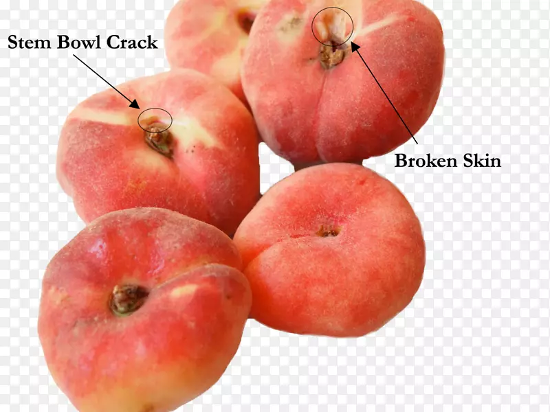 食物土星桃子覆盆子油桃