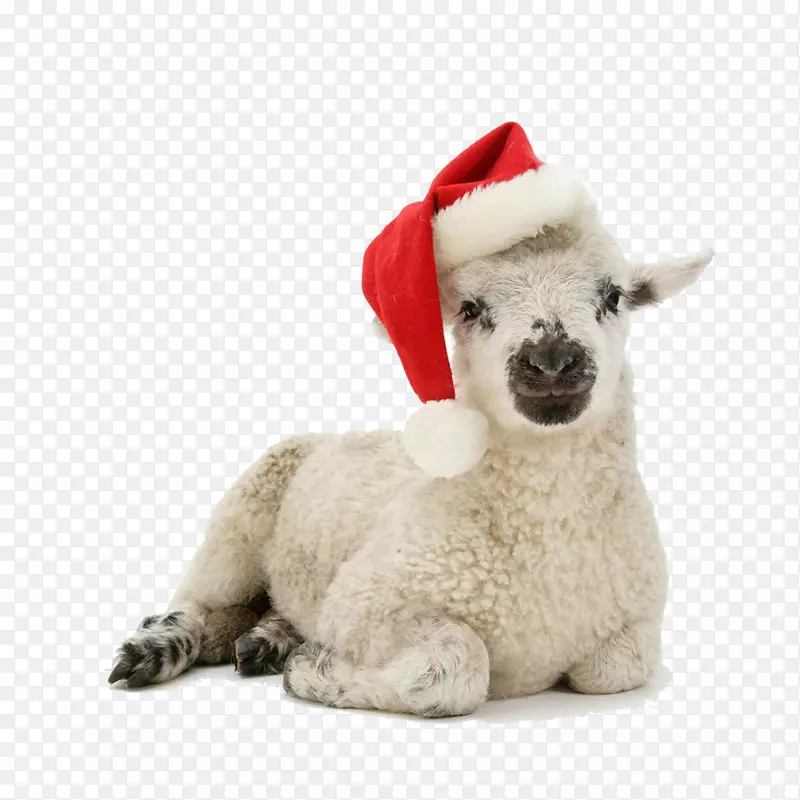 圣诞老人小猫狗圣诞小狗-可爱的羊