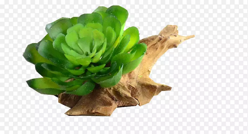 莴苣