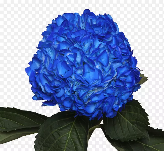 蓝玫瑰花园玫瑰花，蓝色紫罗兰色