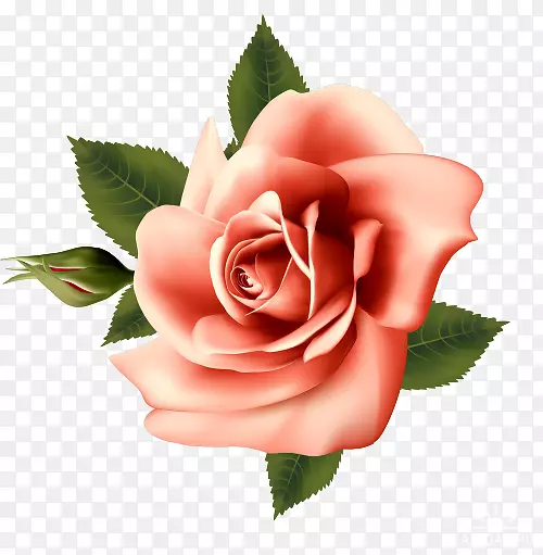 花园玫瑰、蜈蚣玫瑰、花折玫瑰、复古玫瑰：家庭和花园花卉的美丽品种