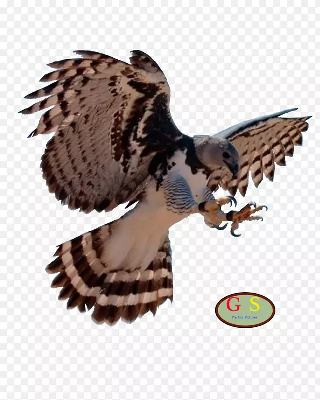 秃鹰鸟