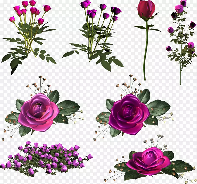 花园玫瑰，蜈蚣玫瑰，粉红色切花-粉红色玫瑰