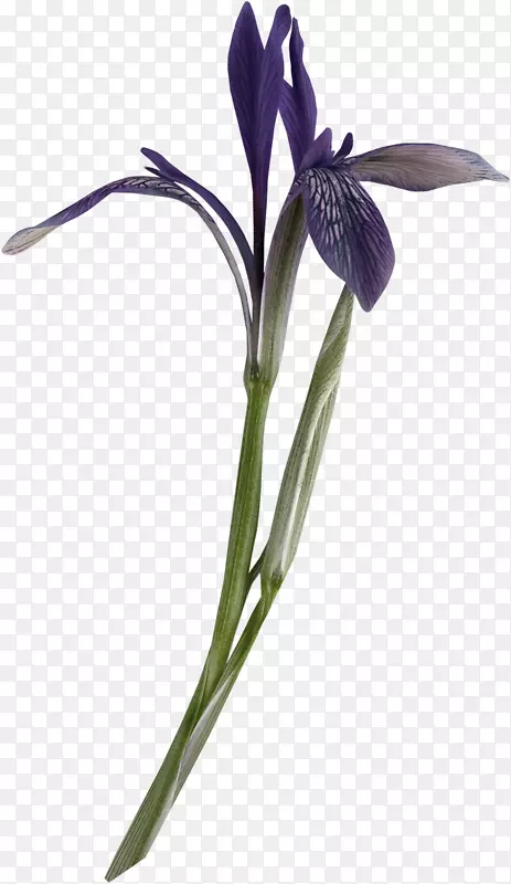 切花植物茎紫罗兰-复古装饰