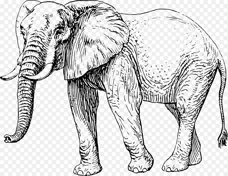 非洲象亚洲象画夹艺术-创意象