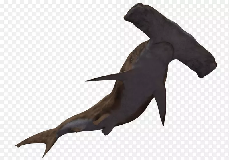 锤头鲨夹艺术-鲨鱼