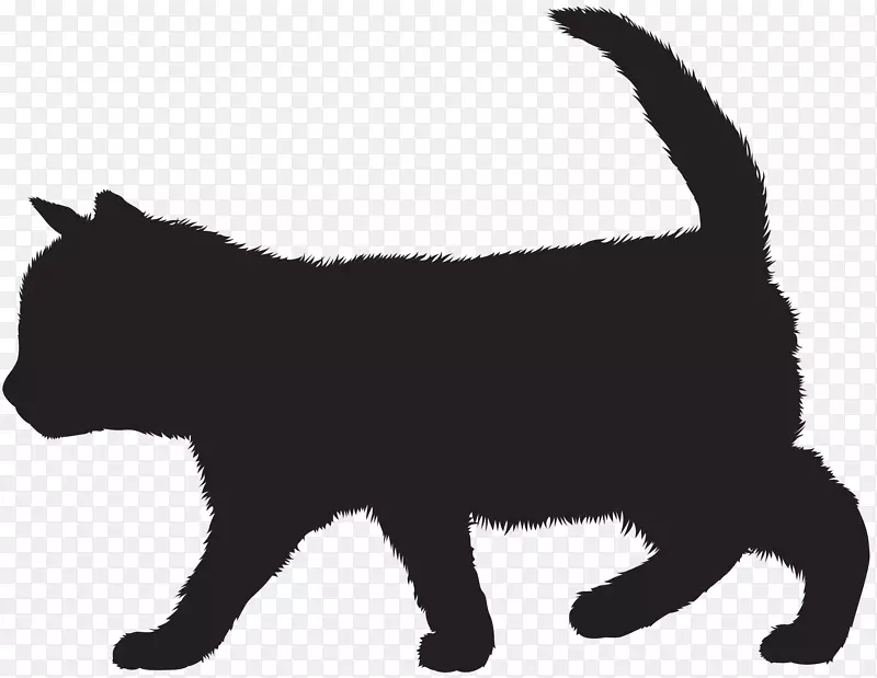 小猫黑猫胡须家养短毛猫剪影黑猫攻击