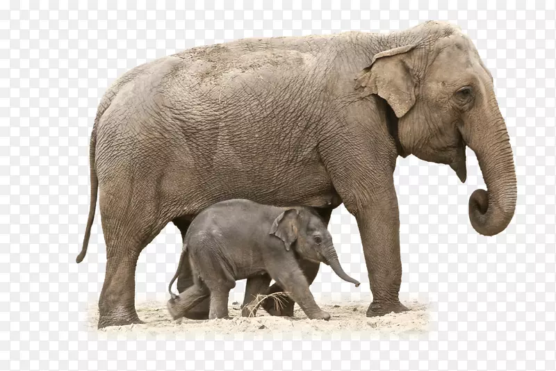 非洲灌木象亚洲象印