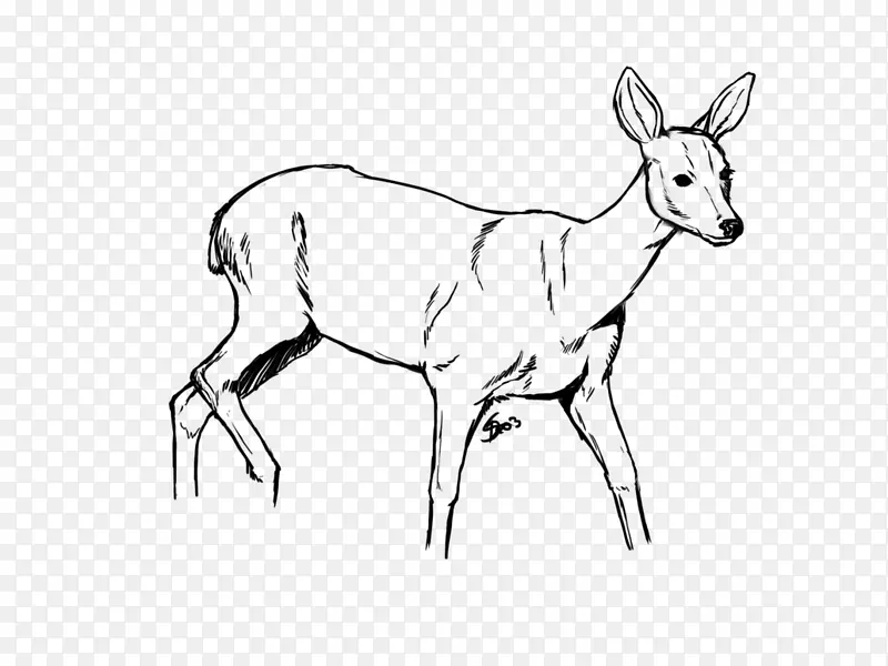 驯鹿白尾鹿拉麋鹿一只鹿被石头绊倒了
