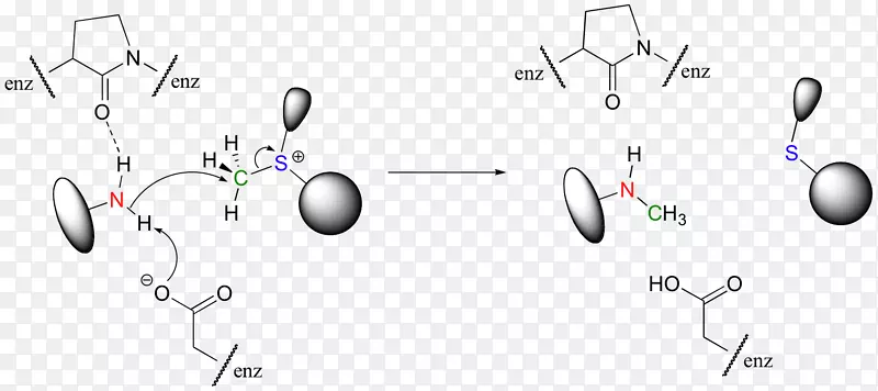 酶催化活性位点亲核取代酶