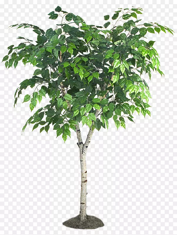 白桦树，小提琴，无花果，苏格兰树，松树，白杨树PNG图片素材下载_图片编号1693516-PNG素材网