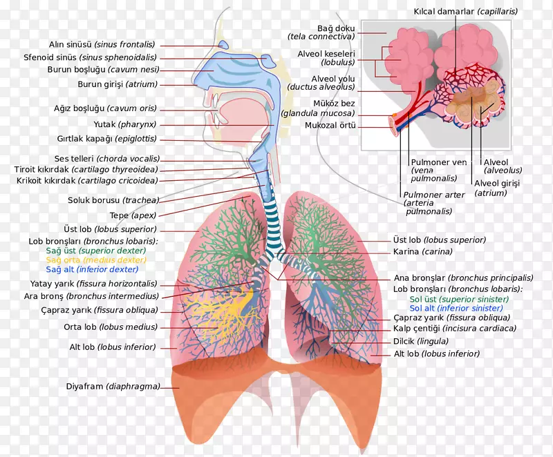 呼吸系统、呼吸道、肺呼吸