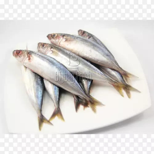 沙丁鱼、太平洋锯鱼产品、油性鱼、黑鳍扇贝鱼
