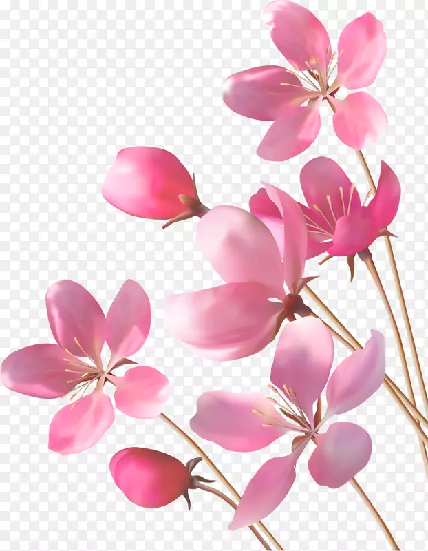 桌面壁纸粉红花-一个美丽的室友谁收到花