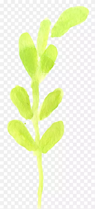 叶植物茎分枝.水彩纹理秋