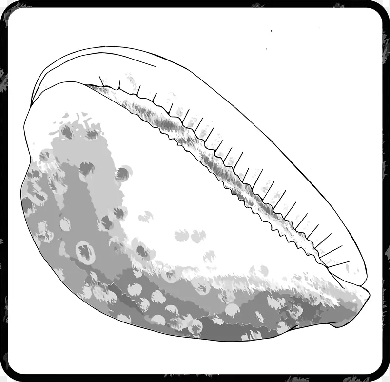海贝壳无脊椎动物海螺腹足类壳破裂卵壳