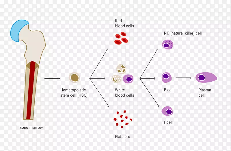 白细胞造血