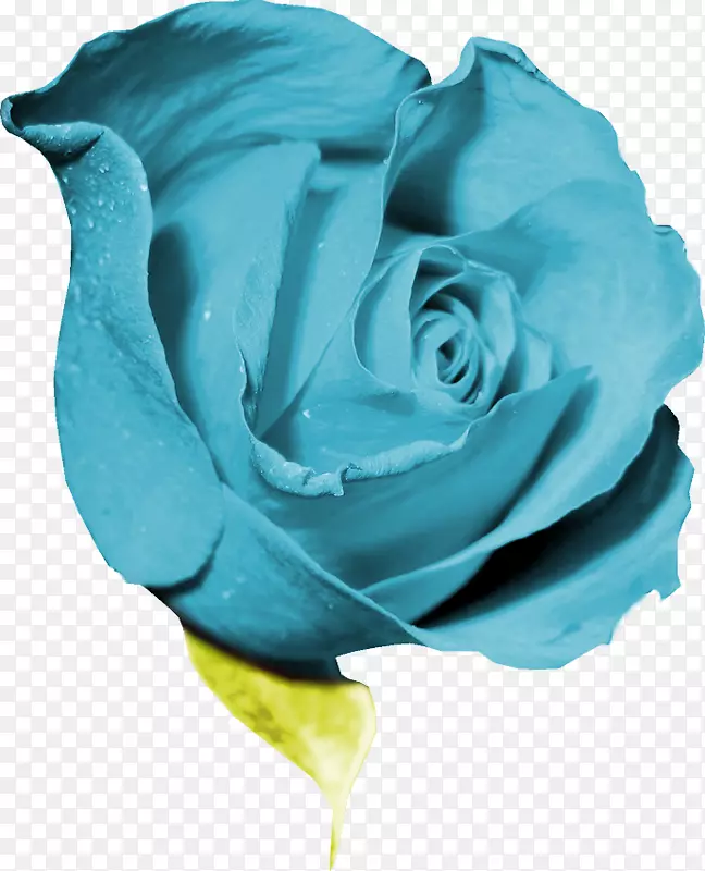 花园玫瑰蓝玫瑰花瓣剪贴画