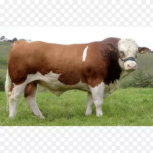 沙棘乳牛，西姆牛，赫里福德牛，西布牛