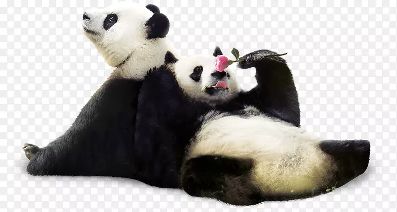 大熊猫，红熊猫，珠穆朗玛峰-人