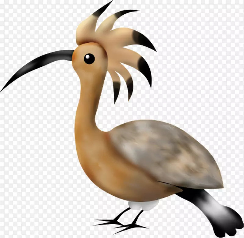 鸟火烈鸟鸭鹈鹕常见鸵鸟